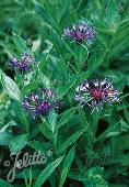 Centaurea montana Mountain Bluet